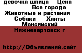 девочка шпица  › Цена ­ 40 000 - Все города Животные и растения » Собаки   . Ханты-Мансийский,Нижневартовск г.